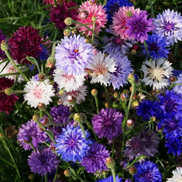 106.000 Centaurea cyanus tall double ball mixture
